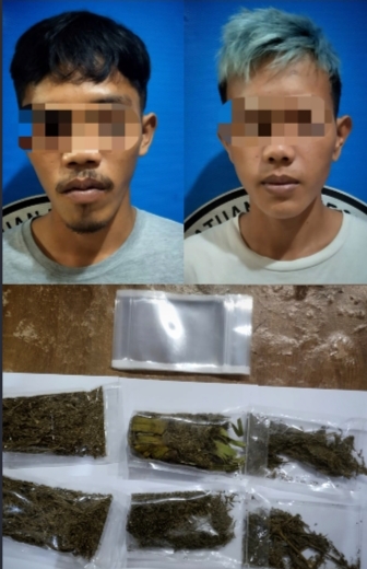 Kedapatan Memiliki Ganja, Dua Pemuda Ditangkap Sat Res Narkoba Polres Lampung Tengah